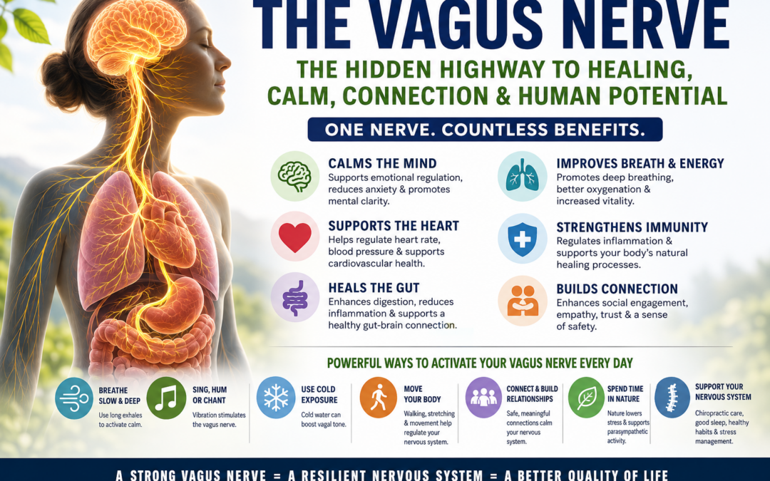The Vagus Nerve 